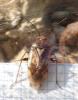 Lygus sp.
